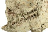 Bargain, Fossil Oreodont (Merycoidodon) Skull - South Dakota #270129-2